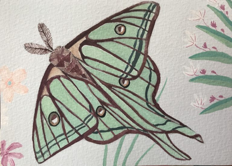 Painting of luna moth on gray paper