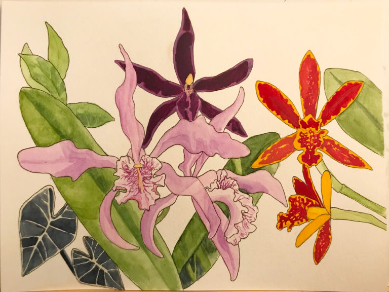 watercolor painting of 3 types of orchid flowers on a white background