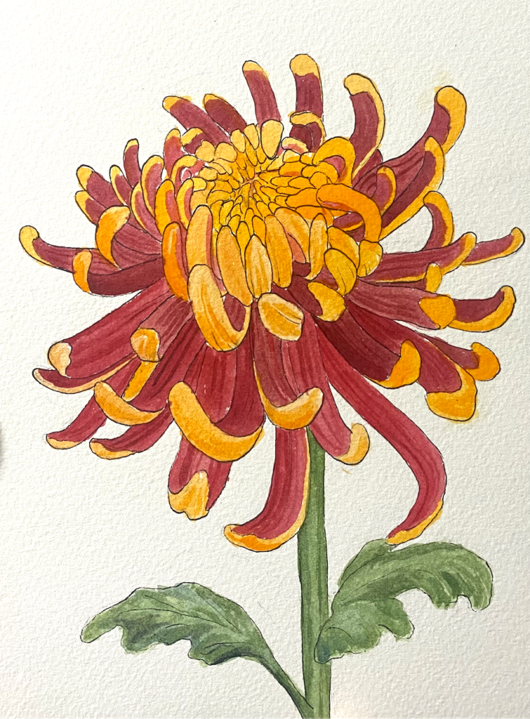 A watercolor painting on a white background of a Japanese chrysanthemum with red and orange petals.