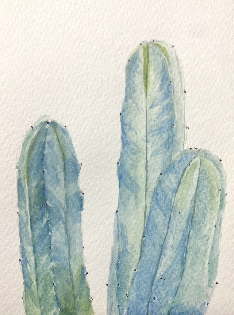 Watercolor painting of three blue green cactuses