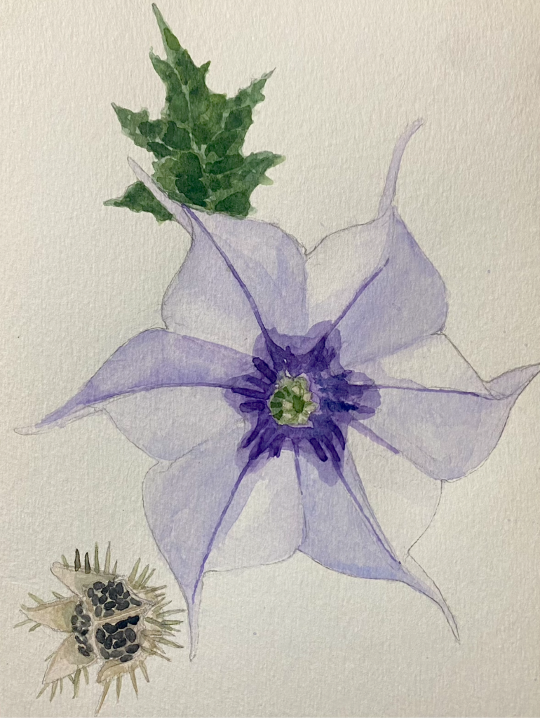 a painting of a light purple morning glory flower