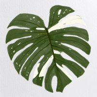 Digital drawing of variegated monstera leaf with watercolor paper background