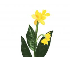 A digital drawing of a yellow canna flower with a long green stalk and large dark green leaves